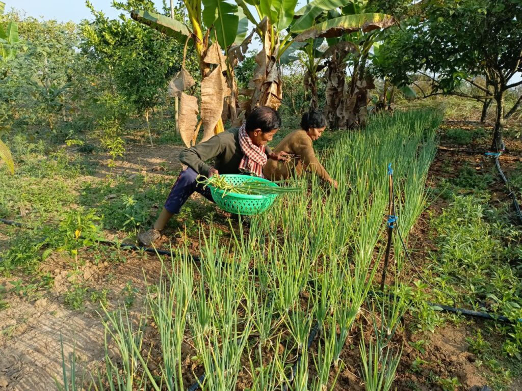 The importing of household vegetable garden