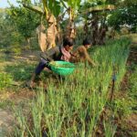 The importing of household vegetable garden